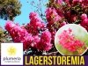 Lagerstroemia Petite Pink (Lagerstroemia indica) Krzew który kwitnie 120 dni Sadzonka