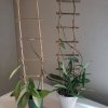 drabinka bambusowe podpory do pnączy