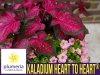 Kaladium Heart to Heart® FAST FLASH (Caladium) Sadzonka XL-C3