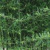 Bambus drzewiasty cena