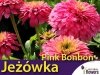 Jeżówka 'Pink Bon Bon' odmiana o pełnych kwiatach