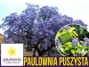 Paulownia puszysta sadzonka cena