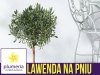 Lawenda na pniu (Lavendula angustifolia) Sadzonka