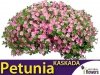 Petunia ogrodowa Kaskada różowa (Petunia x hybrida pendula)