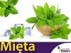 Mięta kłosowa (Mentha spicata) 0,1g	