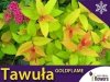 Tawuła Japońska 'Goldflame' (Spiraea japonica) Sadzonka