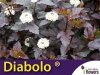 Pęcherznica czarna 'Diabolo ®' (Physocarpus opulifolius) Sadzonka