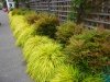 Hakonechloa smukła All Gold Sadzonki