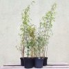 Bambus Spectabilis sadzonki