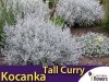 Kocanka włoska 'Tall Curry' (Helichrysum angustifolia) Sadzonka