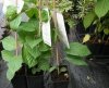 Kiwi Weiki żeńskie sadzonki w doniczkach