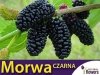 Morwa Czarna (Morus nigra) Smaczne Owoce Sadzonka