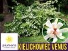 Kielichowiec 'Venus' (Calycanthus) Sadzonka XL