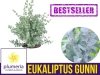 eukaliptus azura sadzonka