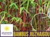 Czerwony Bambus Mrozoodporny (Fargesia Jiuzhaigou) Sadzonka XL-C10