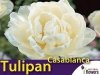 Tulipan Pełny 'Casablanca' (Tulipa) CEBULKI