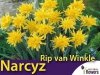 Narcyz Species 'Rip van Winkle' (Narcissus) CEBULKI	