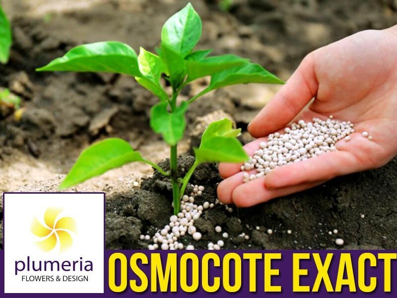OSMOCOTE Exact Standard 8-9 M - Nawóz uniwersalny długo działający 100g,  Sklep Ogrodniczy Plumeria