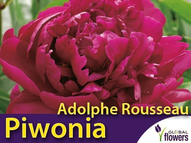 Piwonia chińska 'Adolphe Rousseau' (Peonia lactiflora) kłącza 1 szt, Sklep  Orodniczy 