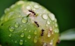 W jaki sposób poradzić sobie z mrówkami w ogrodzie?