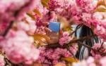 Ogrodowa perfumeria - kwiaty o wyjątkowym zapachu, które warto posadzić w ogrodzie