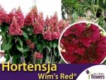 Hortensja Bukietowa WIM'S RED ® (Hydrangea paniculata) sadzonka C3