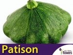 Patison zielona GAGAT (Cucurbita pepo) nasiona 3g