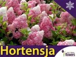 Hortensja Bukietowa VANILLE FRAISE ® (Hydrangea paniculata) Sadzonka C1