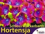 Hortensja ogrodowa SCHLOSS WACKERBARTH (Hydrangea macrophylla) Sadzonka C3