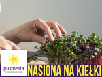 Nasiona na Kiełki - Rzodkiewka i Soczewica (Raphanus salivus, lens culinaris) nasiona 30g