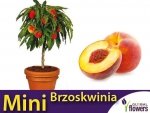 DRZEWKO OWOCOWE Mini Brzoskwinia (Persica) Sadzonka C6
