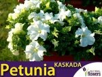 Petunia ogrodowa Kaskada biała (Petunia x hybrida pendula) 0,02g nasiona LUX