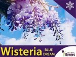 Wisteria Glicynia kwiecista BLUE DREAM 3 letnia Sadzonka 60-90cm 