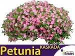 Petunia ogrodowa Kaskada różowa  (Petunia x hybrida pendula) 0,02g nasiona LUX