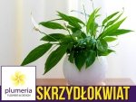 Skrzydłokwiat PEARL CUPIDO (Spathiphyllum) Roślina domowa. Sadzonka P6 - S