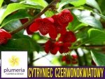 Cytryniec Czerwonokwiatowy męski (Schisandra rubriflora) 3letnia Sadzonka C2
