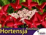 Hortensja ogrodowa ROTZSCHWARNZ (Hydrangea macrophylla) Sadzonka P9/C1