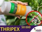 THRIPEX 50 000 dobroczynek wielożerny (do zwalczania wciornastków)
