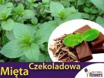 Mięta CZEKOLADOWA (Mentha x piperita Chocolate) Sadzonka C1