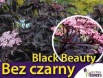 Bez czarny BLACK BEAUTY (Sambucus nigra) Sadzonka C3/C5