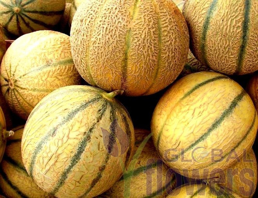 Купить Семена Дыни Сорт Капучино