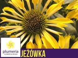 Jeżówka CORNETTO BANANA (Echinacea) Sadzonka C1