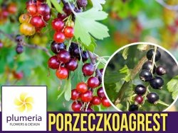 Porzeczkoagrest JOSTA (Ribes x N.) Sadzonka NA PNIU C2