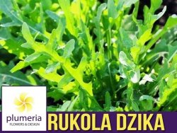 Rukola dzika wieloletnia (Diplotaxis tenuifolia) nasiona 1g
