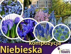 Kolorowy ogród - Harmonia barw- Kompozycja niebieska  CEBULKI