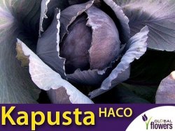 Kapusta czerwona HACO (Brassica oleracea convar. capitata var. rubra) nasiona 2g