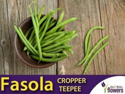 Fasola szparagowa karłowa zielonostrąkowa CROPPER TEEPEE (Phaseolus vulgaris) nasiona XL 500 g