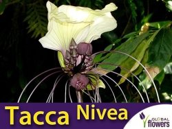 Kwiat Nietoperz Biały (Tacca integrifolia) nasiona
