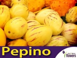 Pepino Melon (Solanum muricatum) nasiona 0,01g
