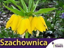 Szachownica cesarska 'Lutea' (Fritillaria imperialis) CEBULKA 1 szt.